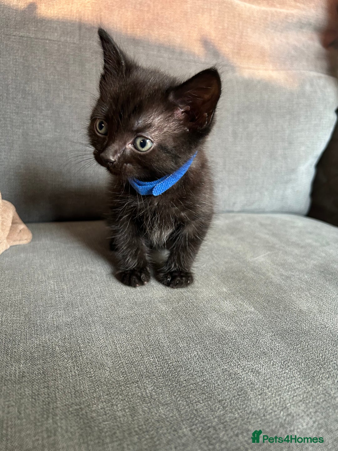 Domestic Shorthair cats for sale: Beautiful black kittens.  - Image 5
