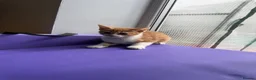 Mixed Breed cats for sale: 4 STUNNING KITTENS READY FOR A LOVING HOME - Advert 3