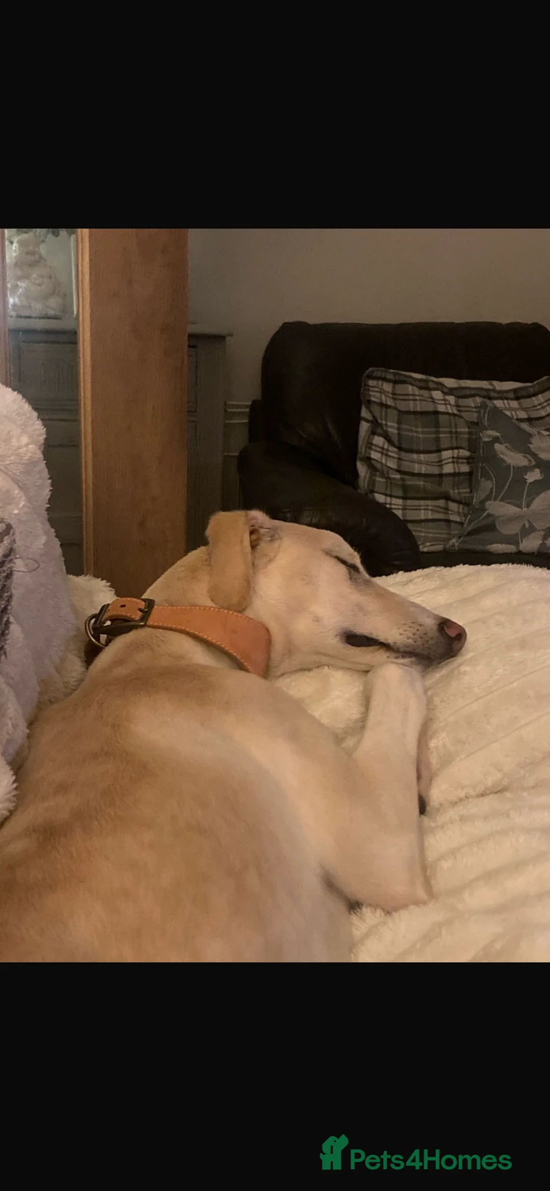 Mixed Breed dogs for sale: Male saluki cross looking for forever home  - Advert 4