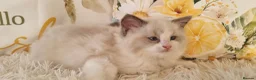 Ragdoll cats for sale: 💕BEAUTIFUL TICA REGISTERED RAGDOLLS KITTENS 💕 - Advert 19