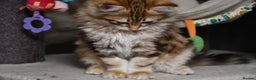 Siberian cats for sale: Siberian From Tunguska House Cattery - Advert 18