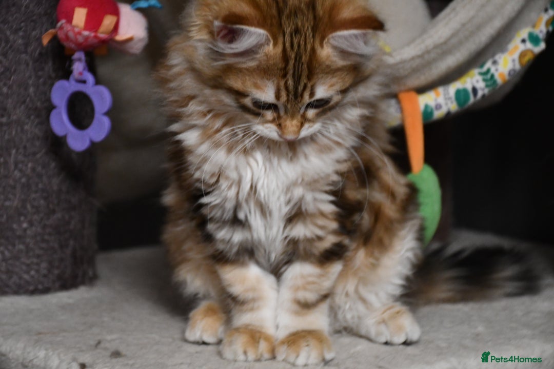 Siberian cats for sale: Siberian From Tunguska House Cattery - Advert 18