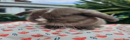 Mini Lop rabbits for sale: Chocolate vm mini lop - Advert 8