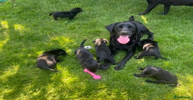 Labrador Retriever dogs - Advert 6
