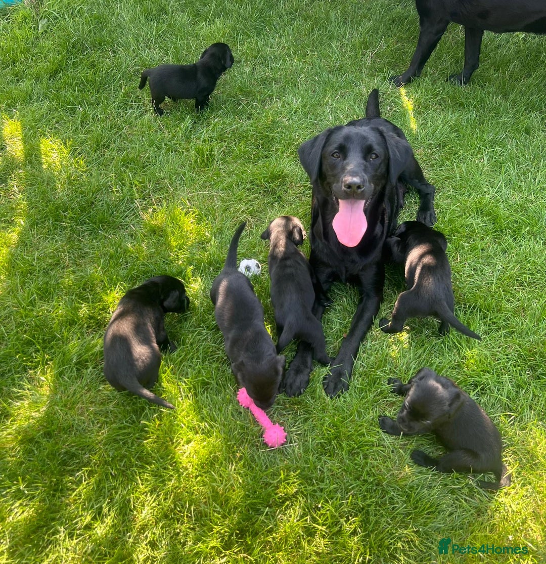 Labrador Retriever dogs for sale: Kc reg black working Labrador puppies  - Image 3