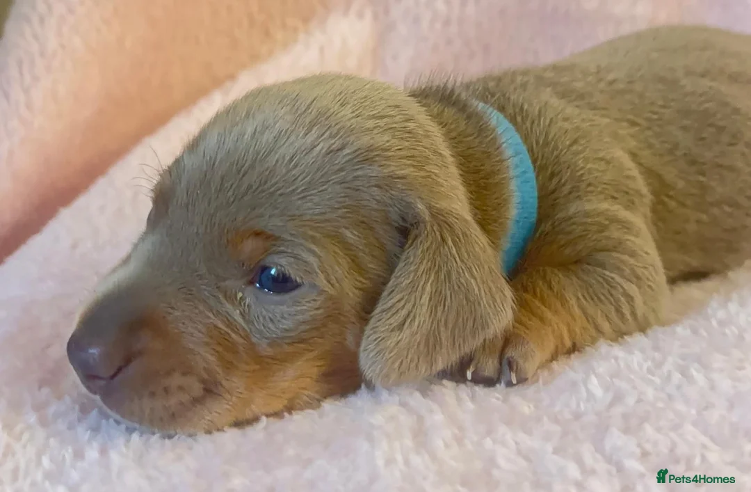 Miniature Dachshund dogs for sale: KC Registered Miniature Dachshund Puppies  - Advert 1