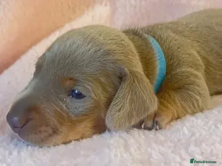 Miniature Dachshund dogs KC Registered Miniature Dachshund Puppies - Advert 17