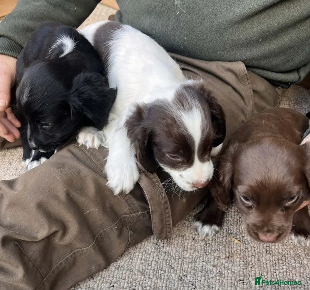 Sprocker dogs for sale: Beautiful Litter of Homebred Sprocker Spaniel Pups in Helston - Advert 8