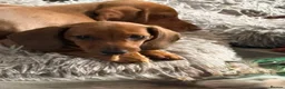 Miniature Dachshund dogs for sale: ⭐️REDUCED⭐️KC Miniature Smooth haired Dachshund  - Advert 3