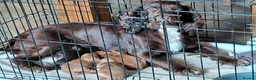 Cocker Spaniel dogs for sale: Working Cocker Spaniel  in Bedale - Advert 2