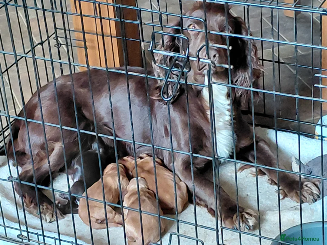 Cocker Spaniel dogs for sale: Working Cocker Spaniel  in Bedale - Advert 2