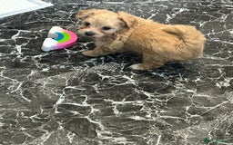 Maltipoo dogs for sale: F1 TINY TOY MALTIPOOS🩷health tested clear parents - Image 5