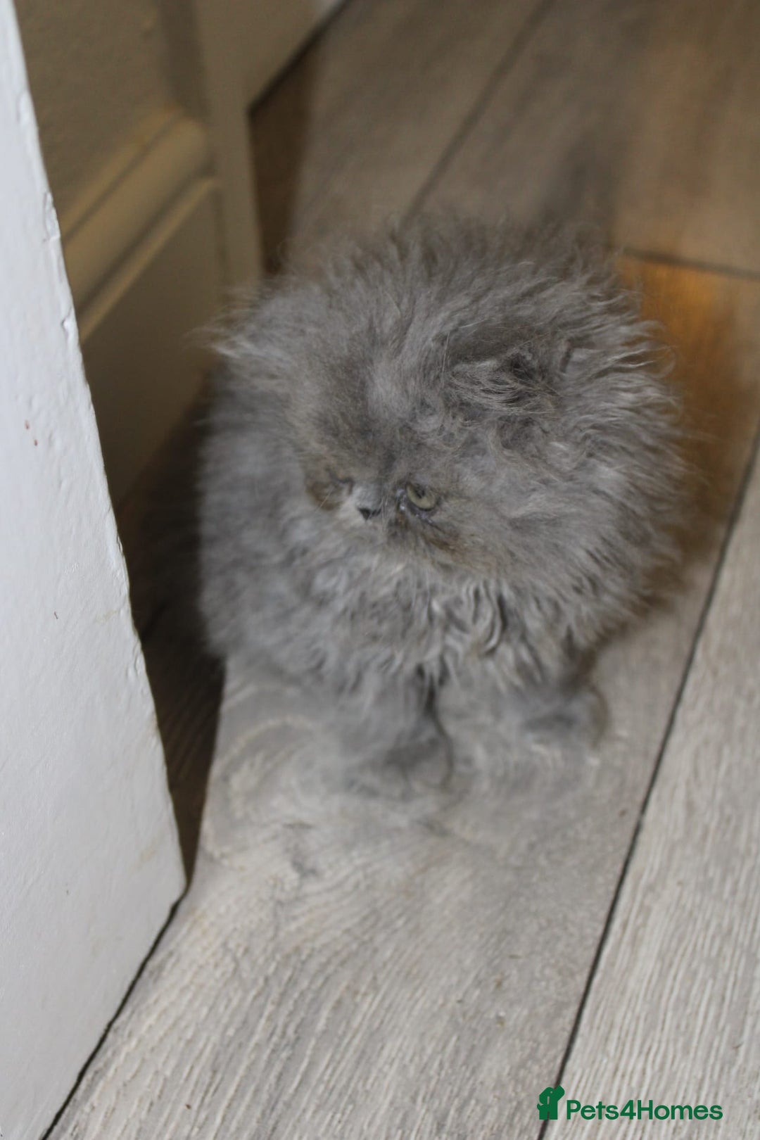 Persian cats for sale: Beautiful Female Kittens Ready for Loving Homes - Advert 15
