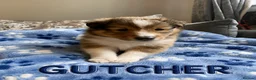 Shetland Sheepdog dogs for sale: KC SHETLAND SHEEPDOG PUPS  - Advert 6