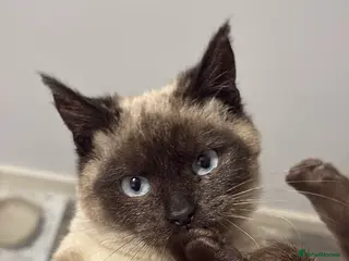 Siamese cats Last Siamese Kitten remaining - Ready to leave - Advert 3