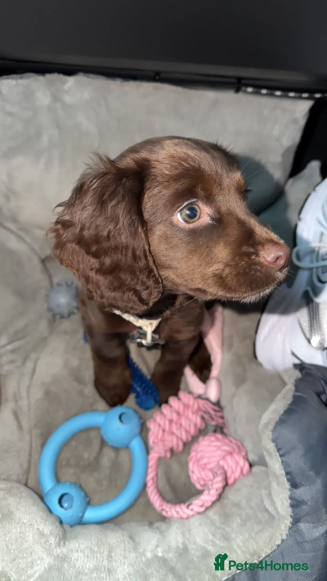 Cocker Spaniel dogs for sale: Cocker spaneil - Advert 2