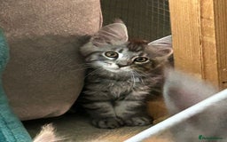 Maine Coon cats for sale: 4 LEFT! Tica registered non active mainecoons - Image 8