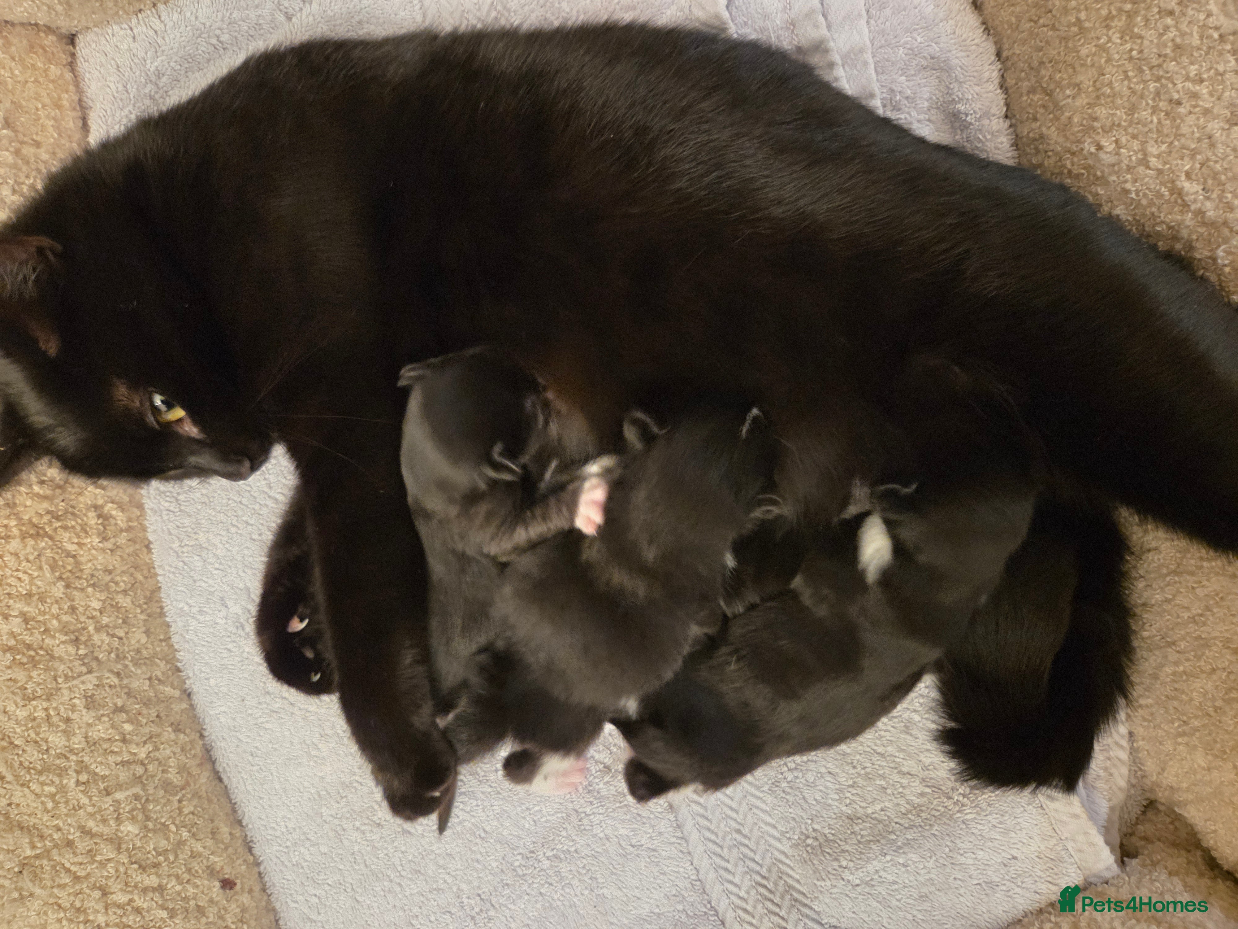 Mixed Breed cats 4 gorgeous kittens😻😻😻😻 - Advert 1