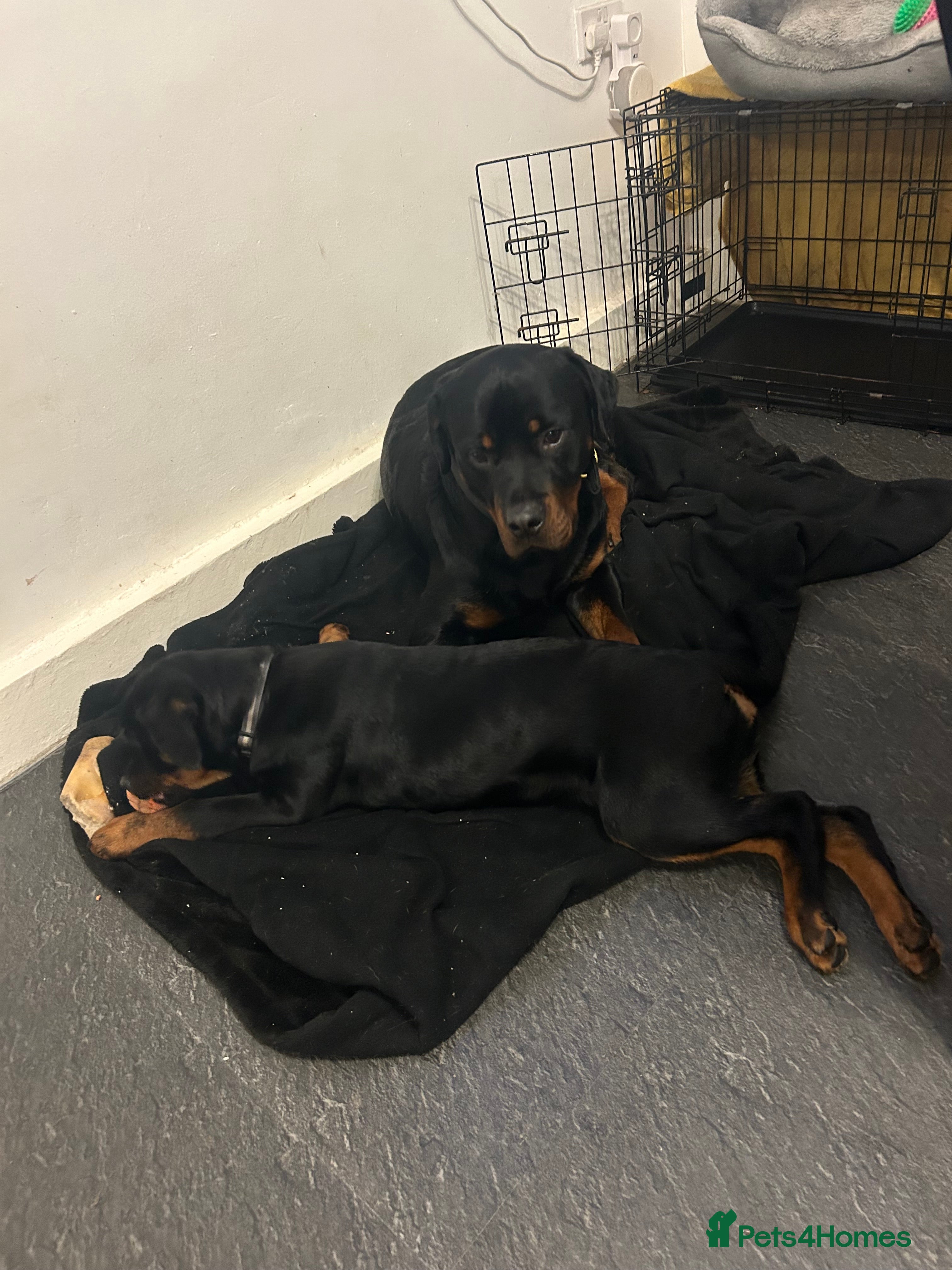 Rottweiler dogs Rottweiler  - Advert 4