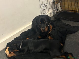 Rottweiler dogs Rottweiler - Advert 4