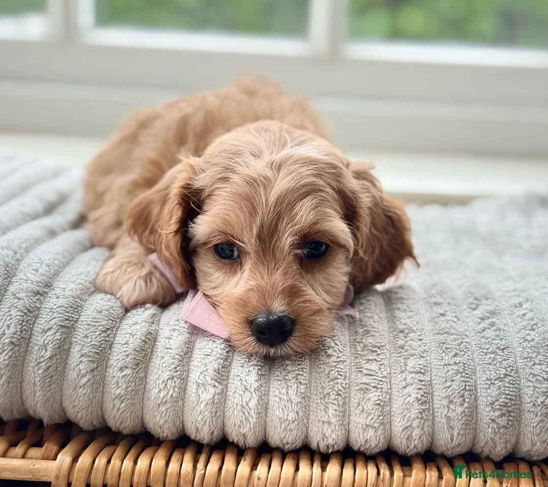 Cavapoo dogs for sale: Stunning F2 cavapoo health tested - Advert 9