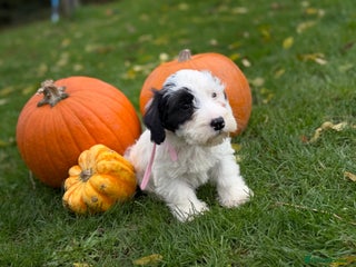 Sealyham Terrier dogs - Advert 30