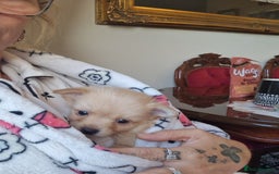 Pomchi dogs for sale: Male pomchi - Image 6