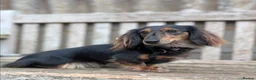 Miniature Dachshund dogs for sale: READYNOW KC cream L/H Health tested Mini Dachshund - Advert 31