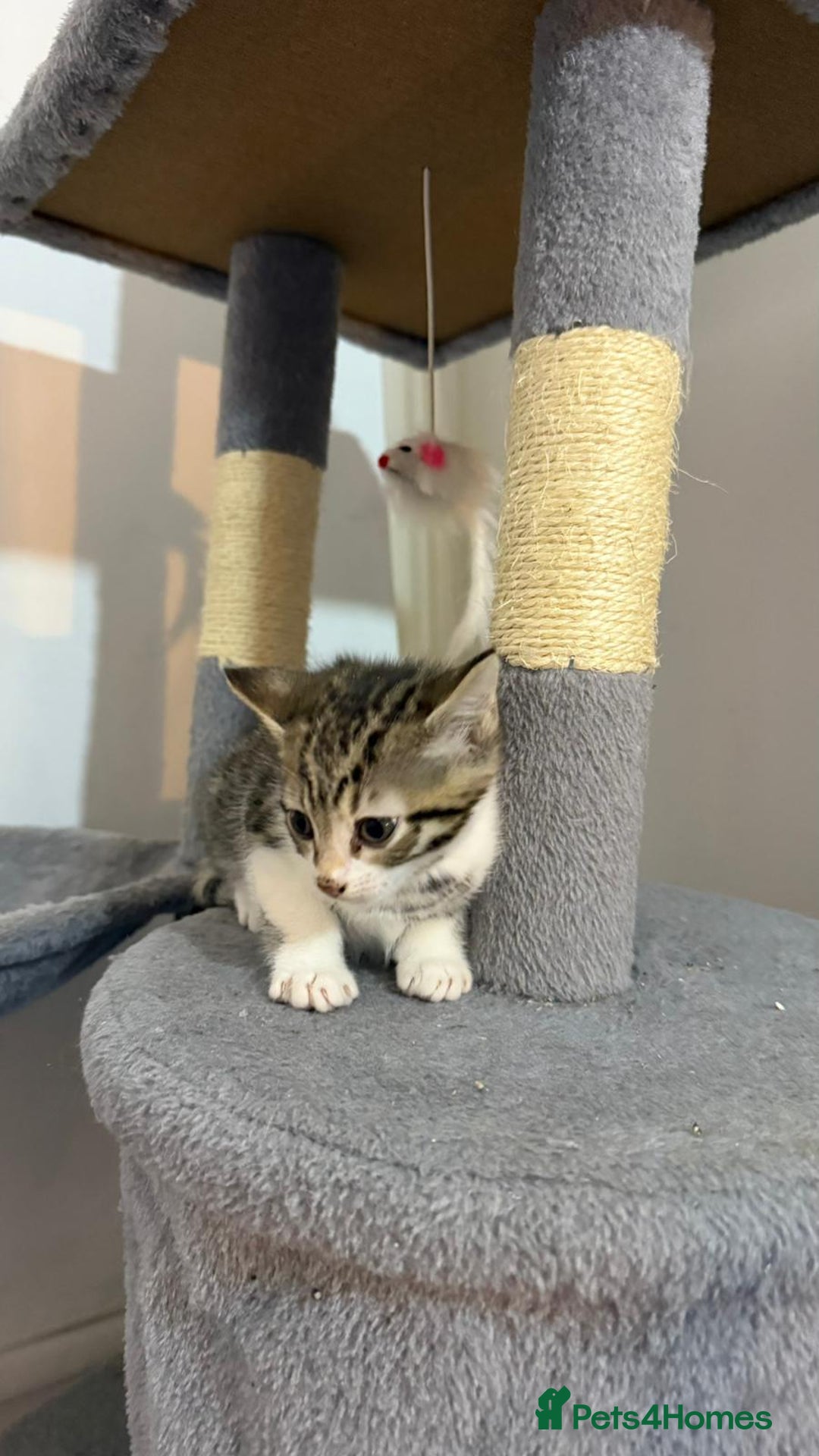 Bengal cats for sale: Bengal Mixed breed - Advert 8