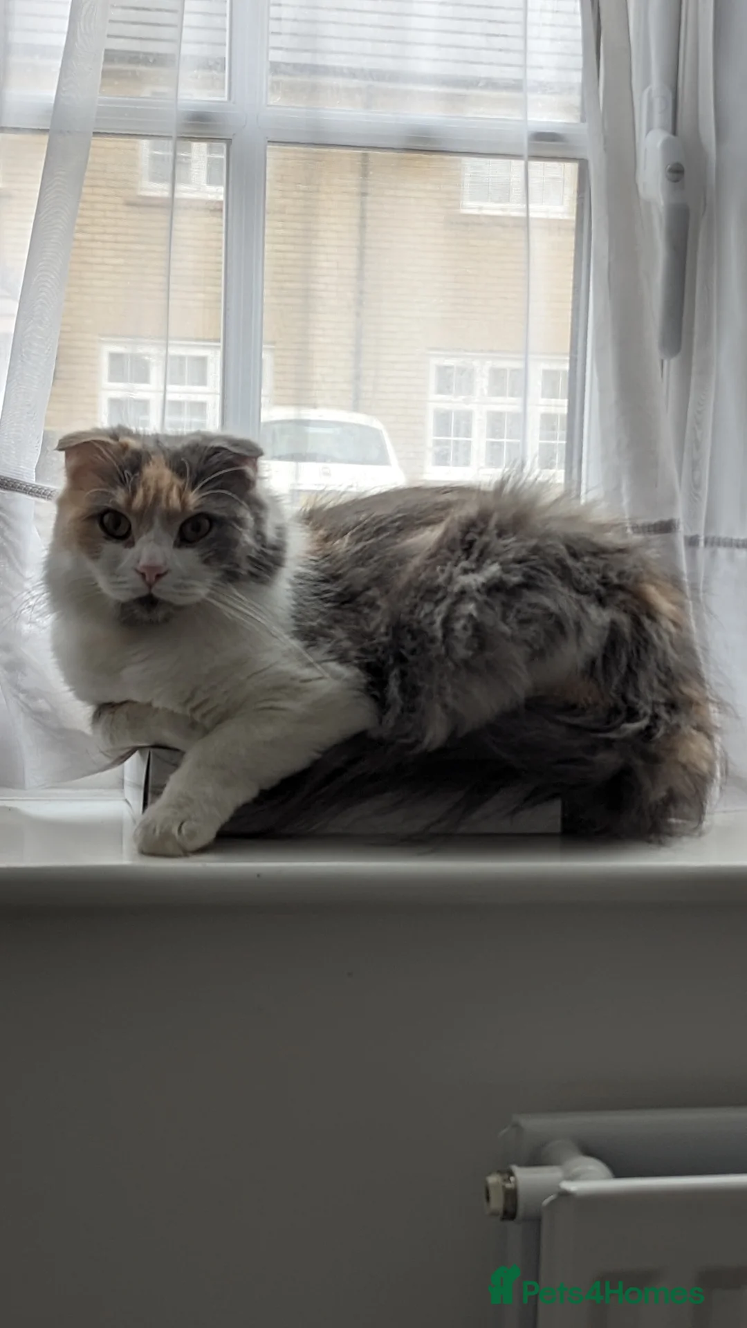 Scottish Fold cats for sale: Female longhair diluted calico Scottish fold  - Advert 8