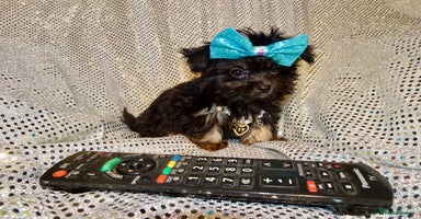 Mixed Breed dogs Exquisite Maltese X Chihuahua F1 Malchi Puppy - Advert 5