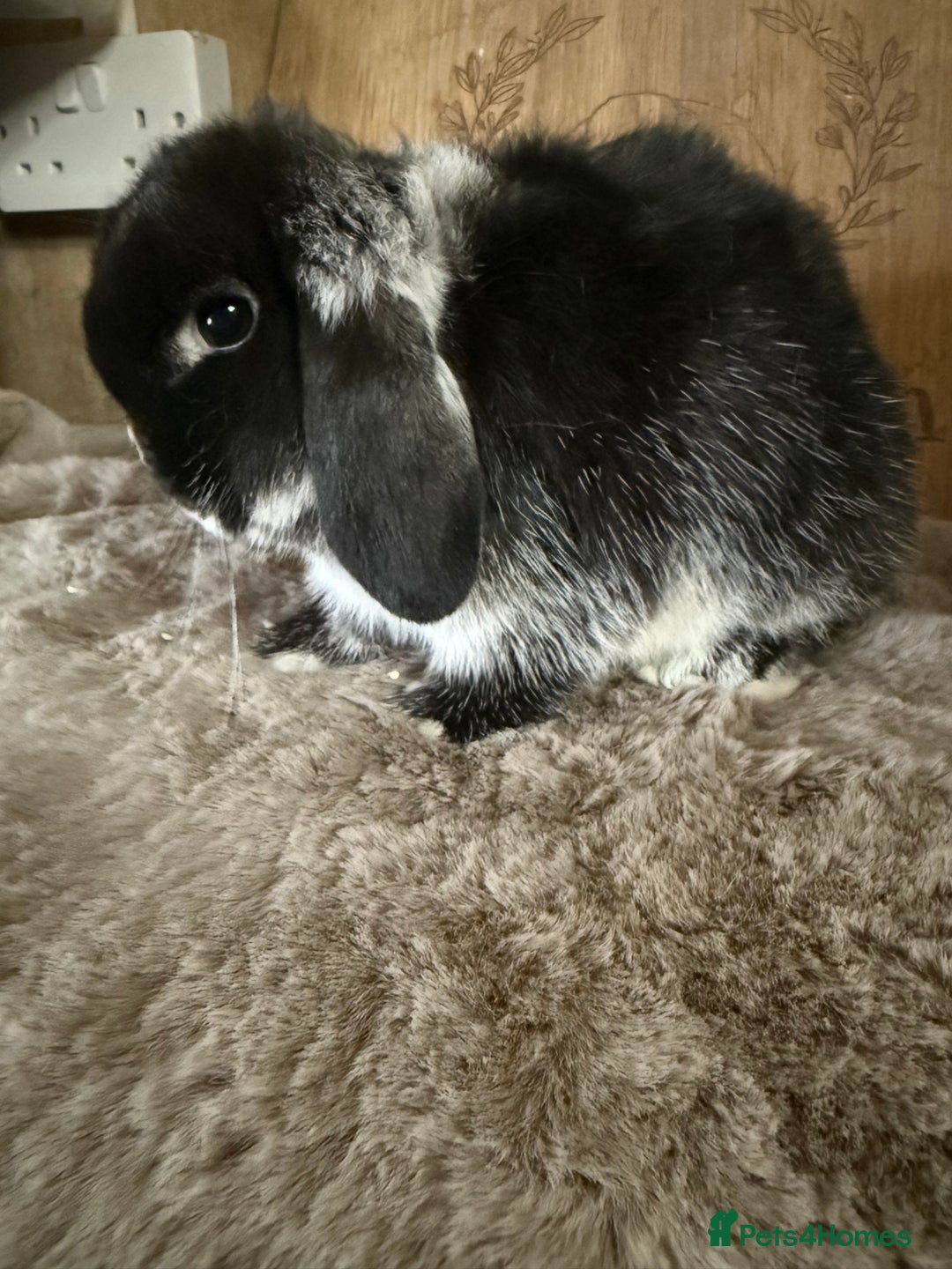 Mini Lop rabbits for sale: Mini lop boy available now - Image 2