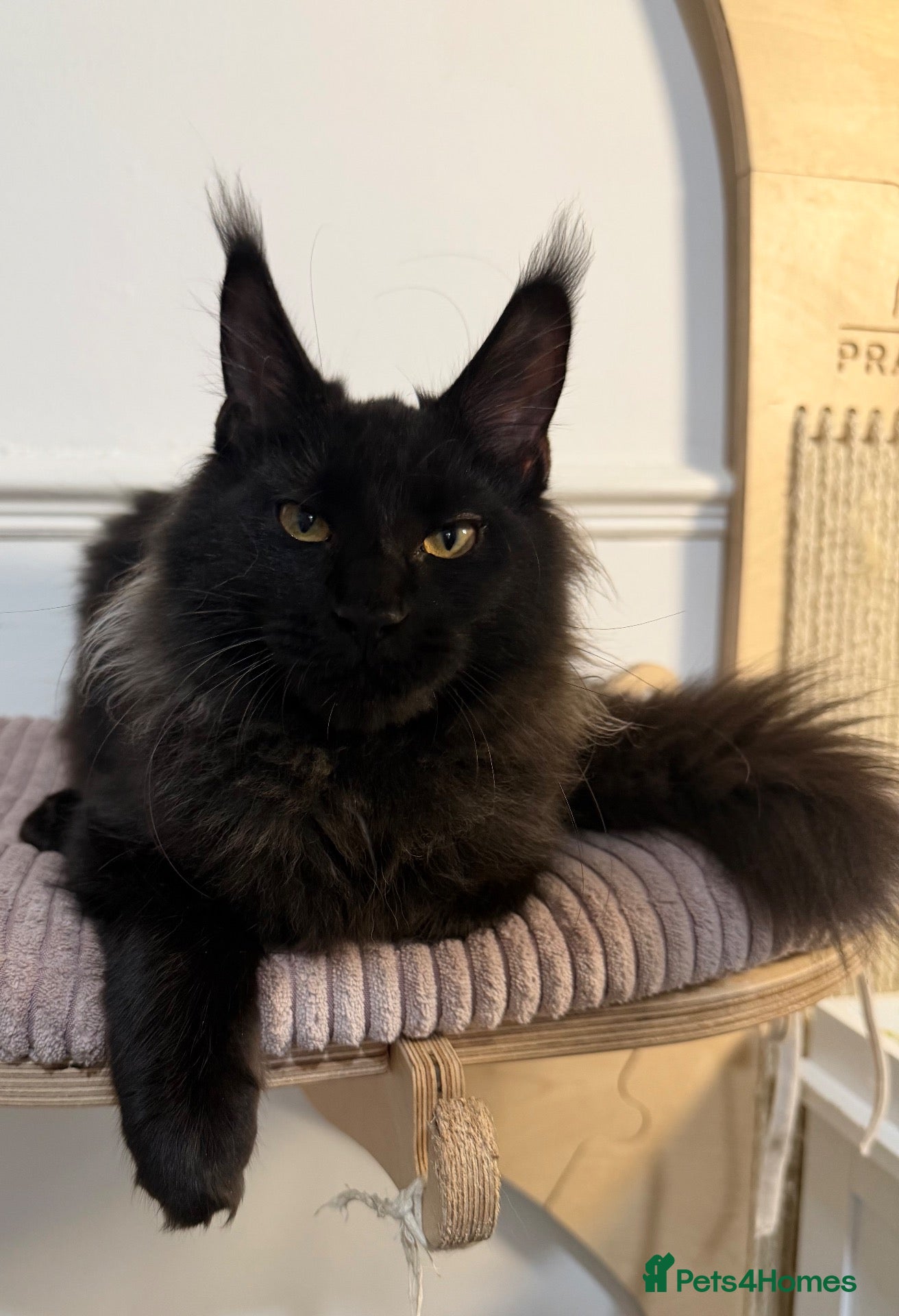 Maine Coon cats Stunning solid black female Maine Coon - Advert 1