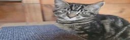 Mixed Breed cats for sale: Half Bengal Kittens - Advert 20
