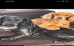 Cocker Spaniel dogs for sale: Cockers  - Advert 3