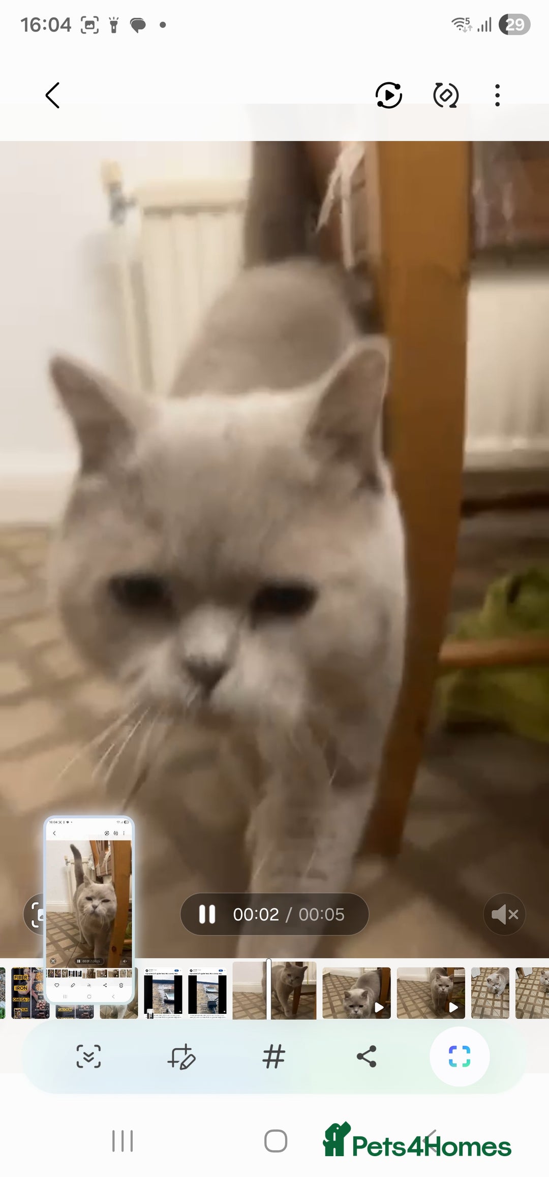 British Shorthair cats for stud: Stud duties - Advert 2