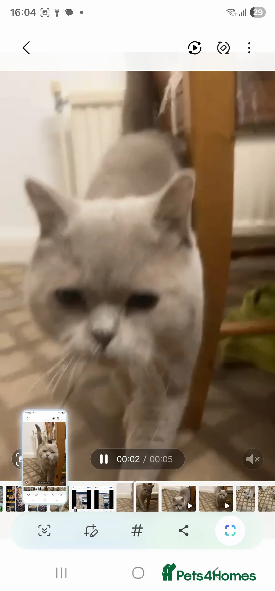 British Shorthair cats for stud: Stud duties - Advert 2