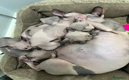Sphynx cats for sale: Beautiful Pure Sphynx Kittens – Ready Now! - Image 22