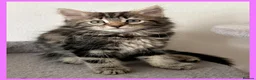 Mixed Breed cats for sale: Beautiful Kittens for sale. - Advert 17
