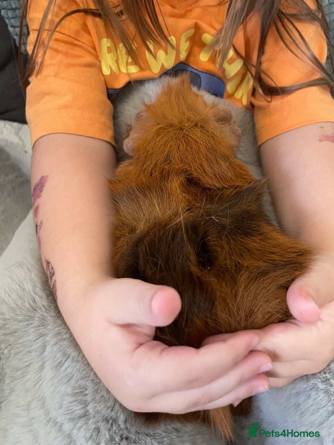 Guinea Pig rodents for sale: Bonded pair of male guineapigs. 1 adult 1 younger - Image 8