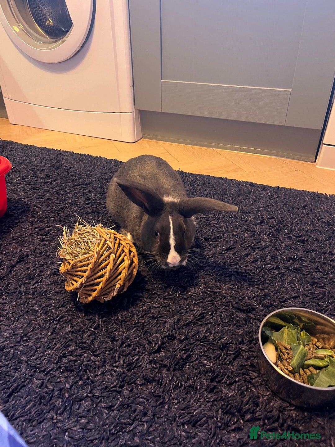 Mixed Breed rabbits for sale: Rabbit for sale  - Advert 1