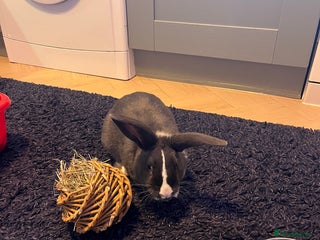 Mixed Breed rabbits Rabbit for sale - Advert 1