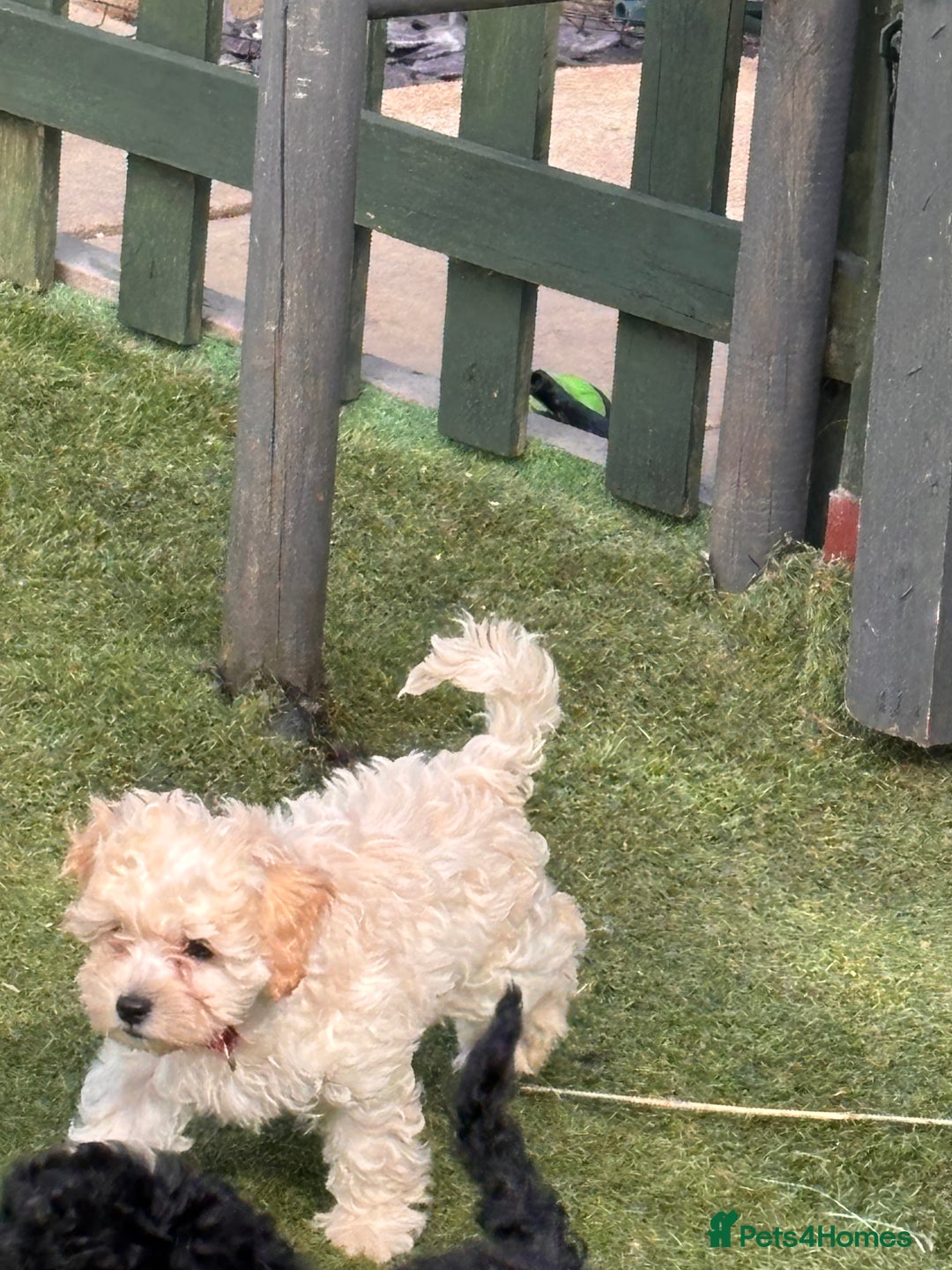 Cockapoo dogs for sale: 3 fluffy miniature cockpoo puppy’s  - Image 23