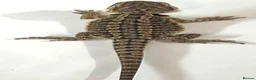 Bearded Dragon reptiles for sale: Red citrus baby bearded dragons  - Advert 4