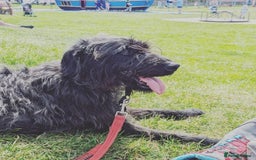 Mixed Breed dogs for sale: Rehoming older labradoodle x Lurcher - Image 9
