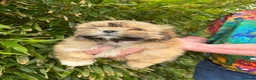 Lhasa Apso dogs for sale: Gorgeous boys ready now - Advert 6