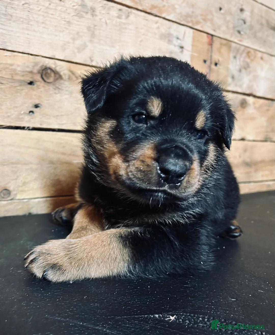 Rottweiler dogs for sale: Stunning KC registered Rottweiler puppies for sale - Advert 8