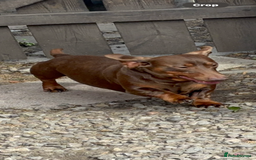 Miniature Dachshund dogs for sale: Mini dachshund smooth 1 choc&tan boy available  - Image 27