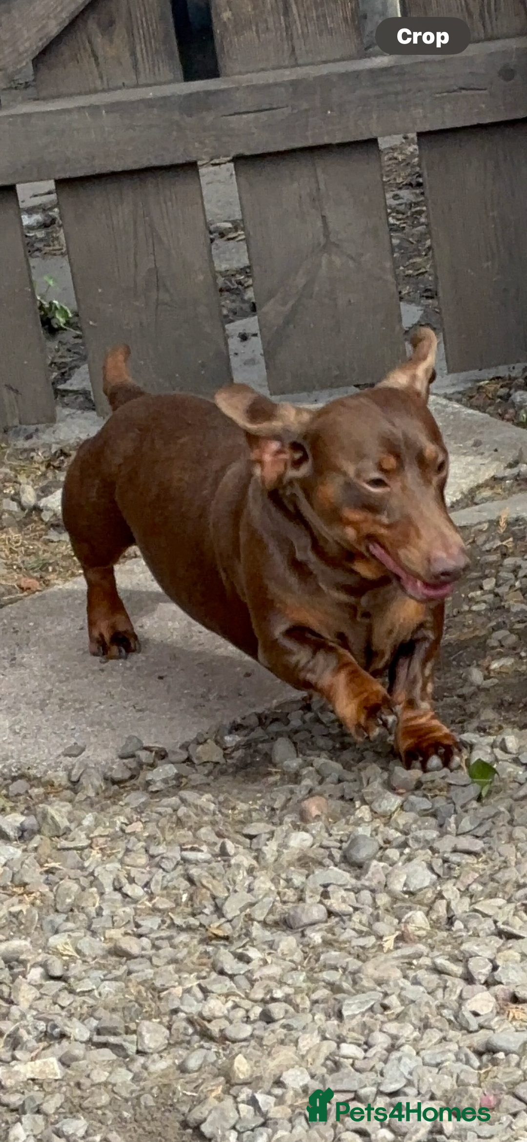 Miniature Dachshund dogs for sale: Mini dachshund smooth 1 choc&tan boy available  - Image 27