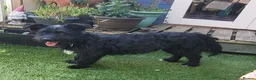 Mixed Breed dogs for adoption: SPARKY - Advert 3